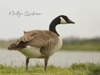 Grote Canadesegans [Branta canadensis]